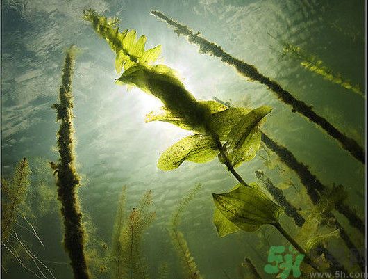 海帶用冷水泡還是熱水泡發(fā)？海帶怎么泡才不會(huì)發(fā)硬？