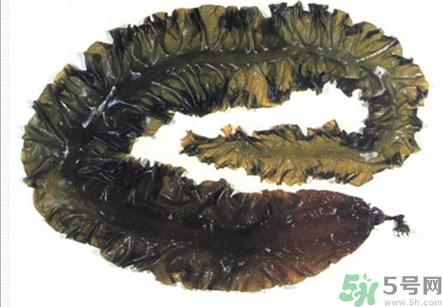 海帶用冷水泡還是熱水泡發(fā)？海帶怎么泡才不會(huì)發(fā)硬？