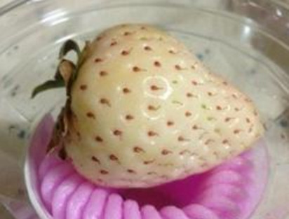 懷孕初期能吃菠蘿莓嗎？懷孕5個月可以吃菠蘿莓嗎？