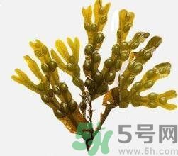 哪種海帶吃起來比較好？海帶有什么類別？