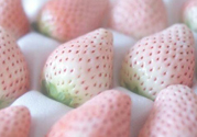 寶寶能吃菠蘿莓嗎？嬰幼兒能吃菠蘿莓嗎？