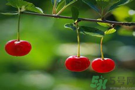 痛風(fēng)可以吃櫻桃嗎？痛風(fēng)吃櫻桃好嗎？