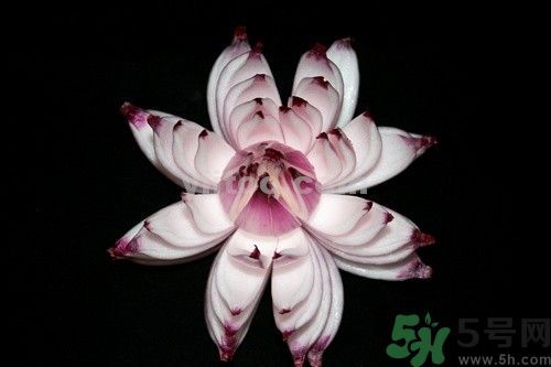 洋蔥可以包餃子嗎？洋蔥怎么做餃子餡？
