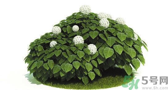 吸收毒氣的植物有哪些？凈化空氣的植物有哪些？