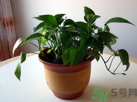 吸收毒氣的植物有哪些？凈化空氣的植物有哪些？