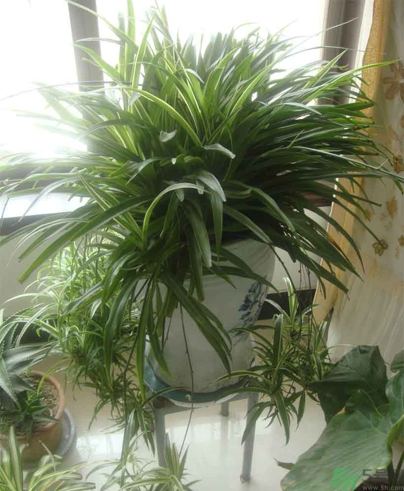吸收毒氣的植物有哪些？凈化空氣的植物有哪些？