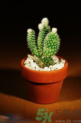吸收毒氣的植物有哪些？凈化空氣的植物有哪些？
