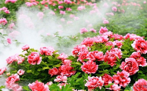牡丹的花語是什么？牡丹的寓意是什么？
