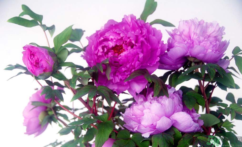 牡丹的花語是什么？牡丹的寓意是什么？