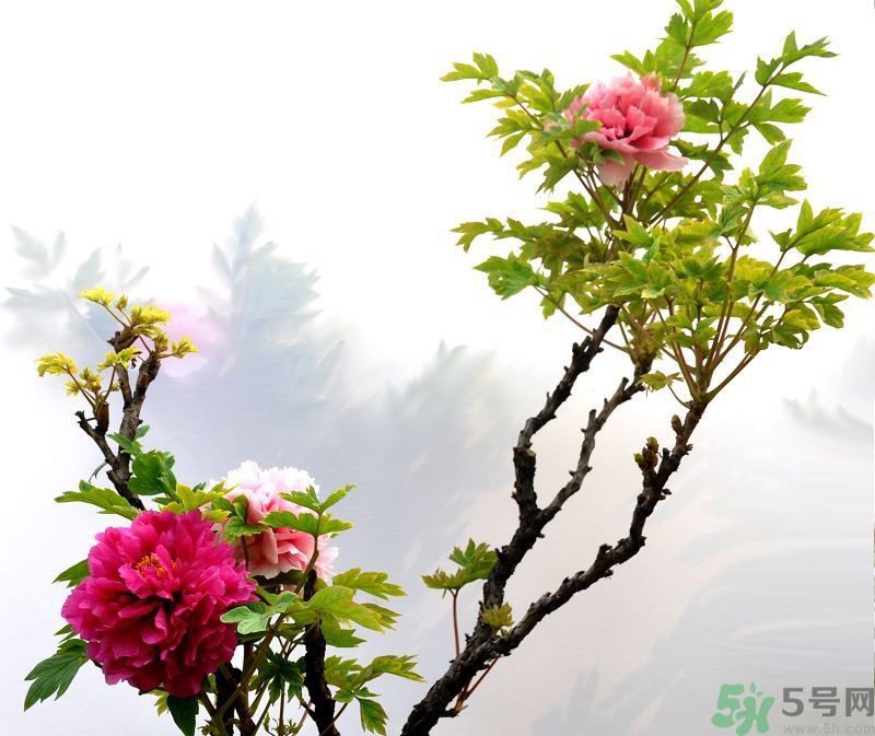 牡丹的花語是什么？牡丹的寓意是什么？