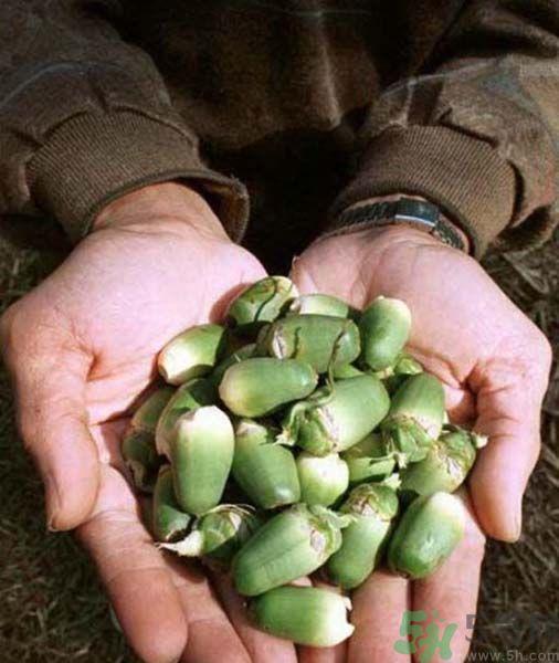 吃檳榔會(huì)致癌嗎？吃檳榔好不好？