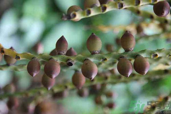 吃檳榔會(huì)致癌嗎？吃檳榔好不好？