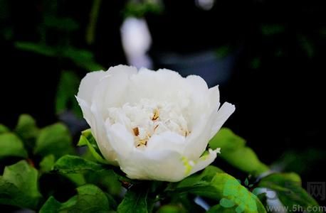 牡丹花可以做面膜嗎？牡丹花怎樣做面膜