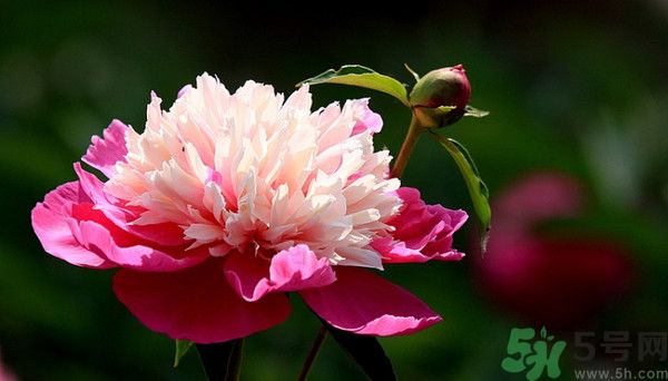 牡丹花可以吃嗎？牡丹花怎么做好吃？