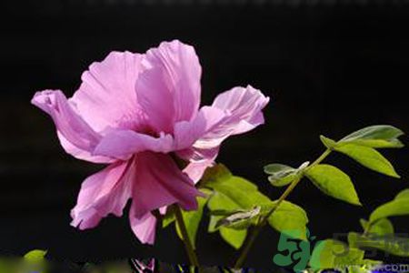 牡丹花可以吃嗎？牡丹花怎么做好吃？