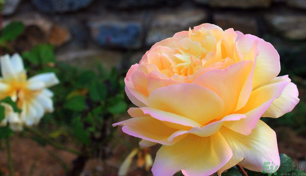 牡丹花茶可以美白嗎？喝牡丹花可以美白嗎？