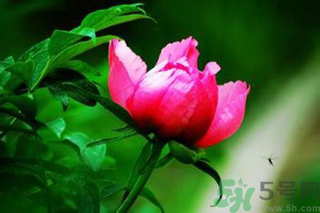 牡丹花茶可以美白嗎？喝牡丹花可以美白嗎？