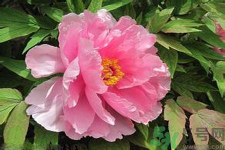 牡丹花茶可以美白嗎？喝牡丹花可以美白嗎？