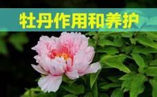 扦插的月季多久會開花？扦插月季多久可開花？