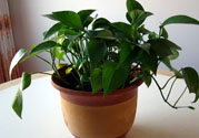 可以吸毒氣的植物有哪些？?jī)艋諝獾闹参镉心男?><p><strong>可以吸毒氣的植物有哪些？?jī)艋諝獾闹参镉心男?/strong></p></a></li> <li><a href=