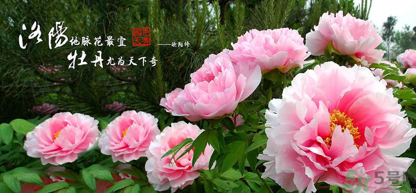 洛陽牡丹文化節(jié)活動(dòng)有哪些？洛陽牡丹文化節(jié)門票是多少？