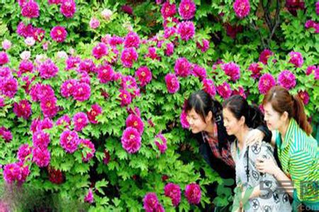 洛陽牡丹文化節(jié)活動(dòng)有哪些？洛陽牡丹文化節(jié)門票是多少？