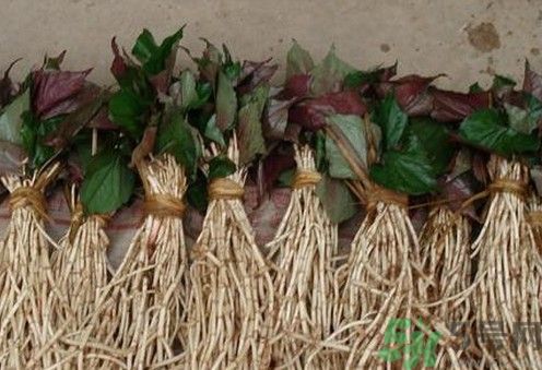 小孩子能喝魚(yú)腥草泡水嗎？小孩喝魚(yú)腥草泡水好嗎？