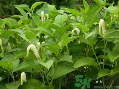 魚腥草可以止咳嗎？魚腥草止咳的辦法有哪些？