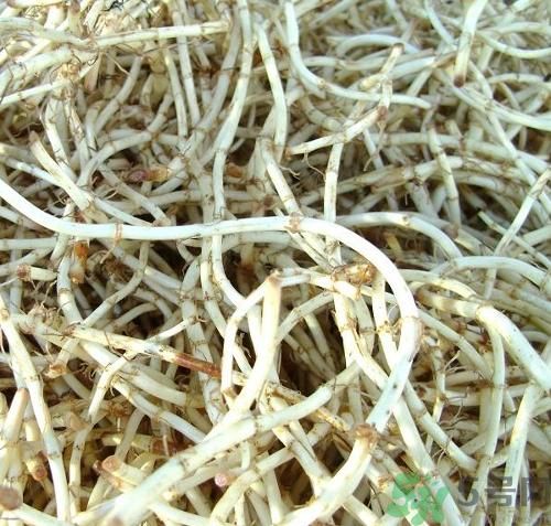 烏藥能和魚腥草一起泡茶喝嗎？烏藥和魚腥草一起吃好不好？