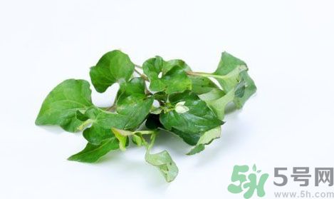 魚(yú)腥草可以抗輻射嗎？魚(yú)腥草怎么防輻射？