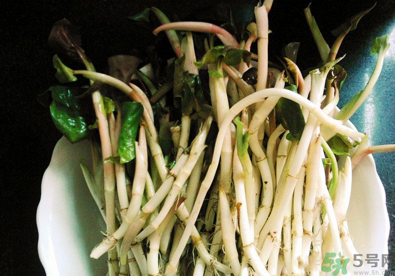 魚(yú)腥草可以抗輻射嗎？魚(yú)腥草怎么防輻射？