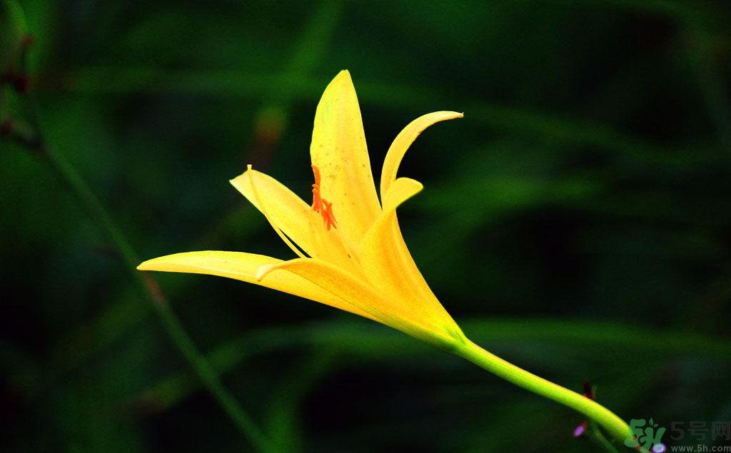 黃花菜可以治療抑郁癥嗎？?jī)蓢嶞S花菜治好了抑郁癥是真的嗎？