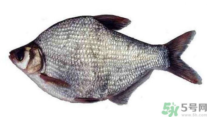 武昌魚(yú)是鳊魚(yú)嗎？武昌魚(yú)和鳊魚(yú)區(qū)別哪個(gè)好吃？