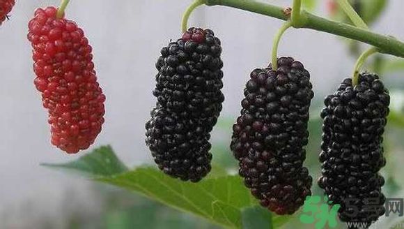 膽囊炎能吃桑葚嗎？膽囊炎吃桑葚好嗎？