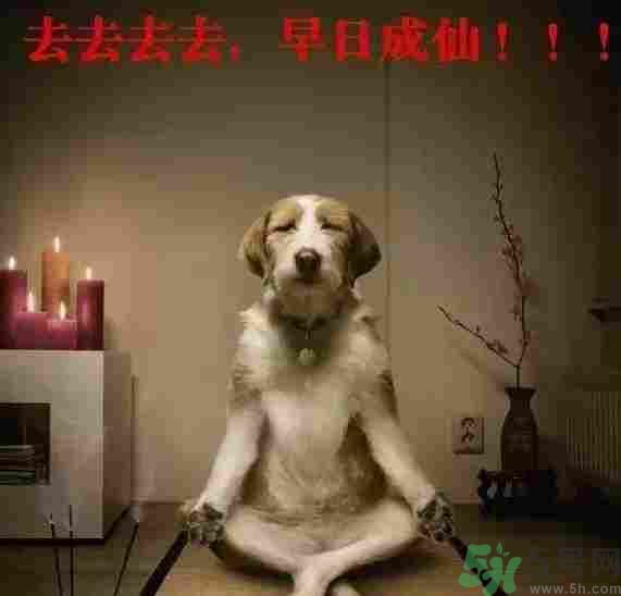 早餐吃面還是包子比較好？早餐吃包子和面健康嗎？
