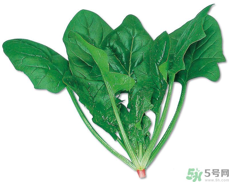 菠菜可以炒韭菜嗎？菠菜和韭菜一起吃怎么樣？