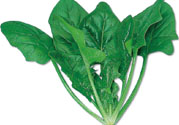 菠菜可以炒韭菜嗎？菠菜和韭菜一起吃怎么樣？