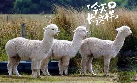 草泥馬是羊駝嗎？萌萌噠草泥馬居然被吃啦!