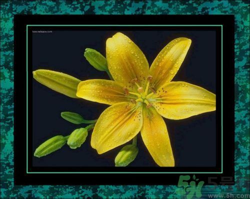 母親節(jié)送什么花好？母親節(jié)應該送什么鮮花？