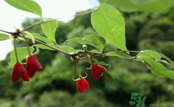 杈杷果好吃嗎？杈杷果的營養(yǎng)價(jià)值與功效