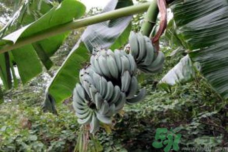 牛奶蕉是熱性還是涼性？牛奶蕉是涼性嗎？