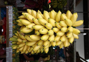 牛奶蕉是熱性還是涼性？牛奶蕉是涼性嗎？
