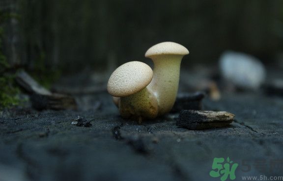 蘑菇有白毛能吃嗎？蘑菇上面長(zhǎng)了一層白毛還能吃嗎？