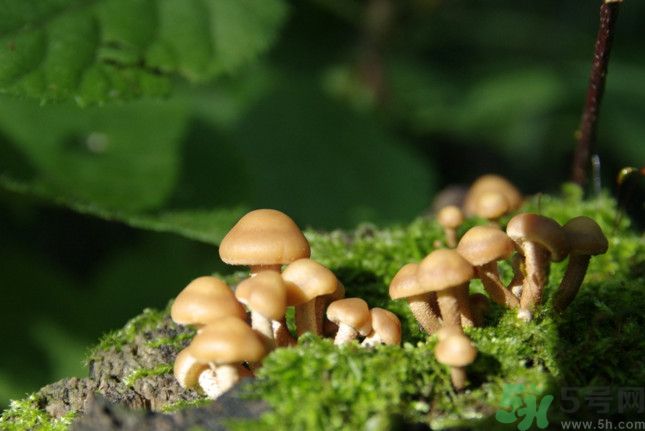 蘑菇有白毛能吃嗎？蘑菇上面長(zhǎng)了一層白毛還能吃嗎？