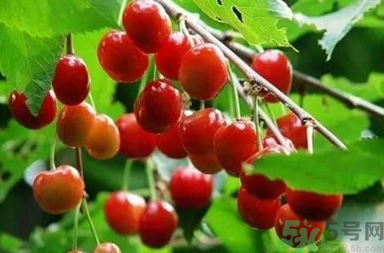 櫻桃是溫性的還是熱性的？櫻桃是溫性的嗎？