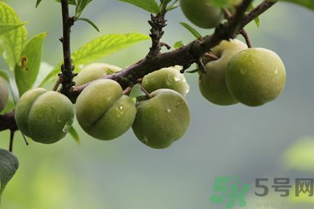 李子是熱性還是涼性？李子是涼性的嗎？