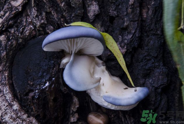 蘑菇能生吃嗎？蘑菇生吃會中毒嗎？