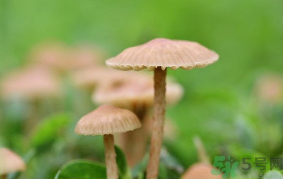 蘑菇能生吃嗎？蘑菇生吃會中毒嗎？