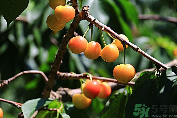 櫻桃枝能治療痛經(jīng)嗎？櫻桃枝的功效與作用