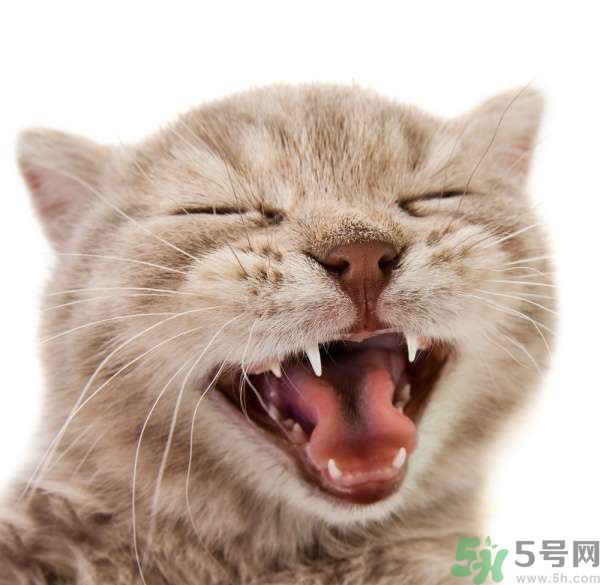 貓咪什么在時(shí)候換牙？貓咪換牙要注意什么？